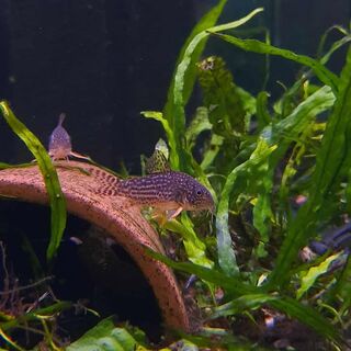 Sterbai Corys