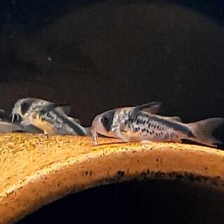 Loxozonus Corys