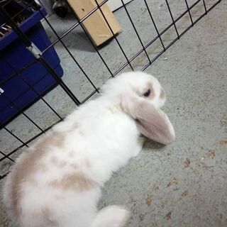 Mini Lop Rabbits