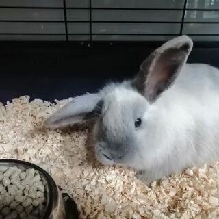Mini Lop Rabbits