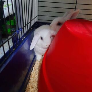 Mini Lop Rabbits