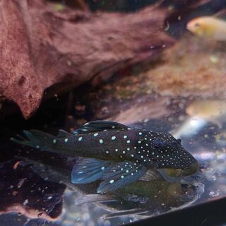 Blue Phantom Plecos