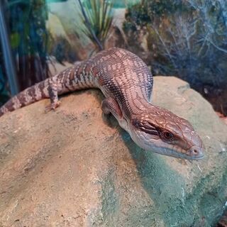 Blue Tongue Skink