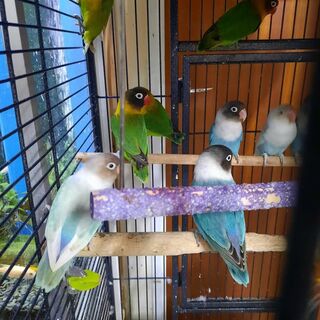 Love Birds