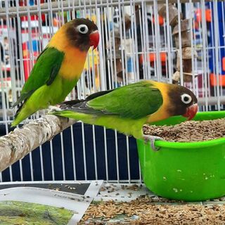 Love Birds