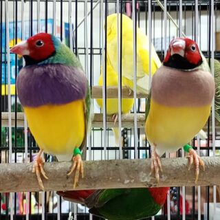 * Gouldian Finch Pairs