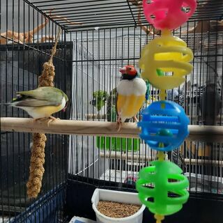 Gouldian Finch Pairs