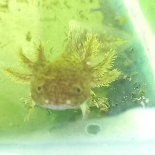Axolotl Brown