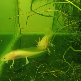 Axolotl