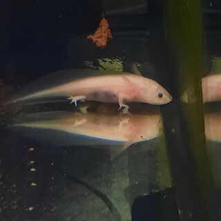 Axolotl