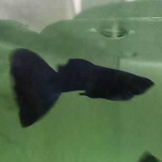 Black Moscow Guppy Pair