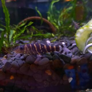 Bengal Loach