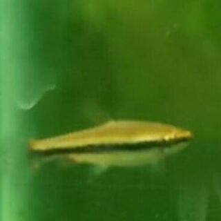 Beckford Pencilfish