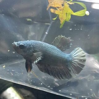 Betta 2