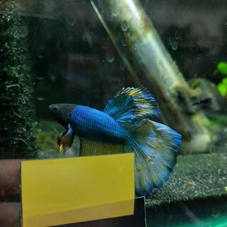 Betta 2