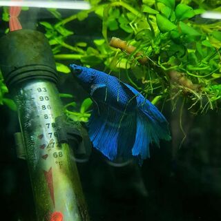 Betta 2
