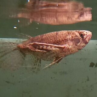 Pantodon Butterfly Fish