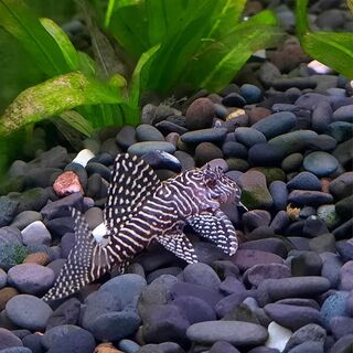 Queen Arabesque Pleco