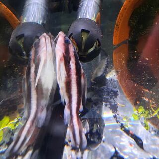 Talking Catfish