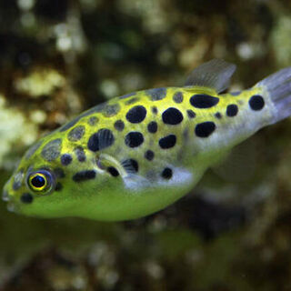 Green Spotted Puffers