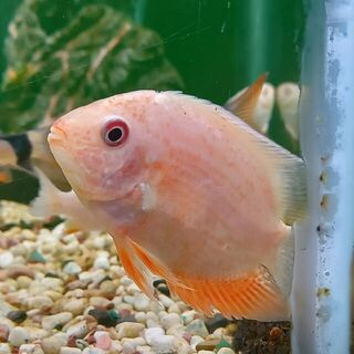 Red Faced Gold Severum