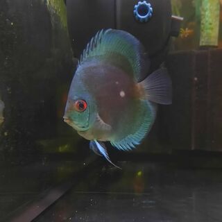 Blue Diamond Discus