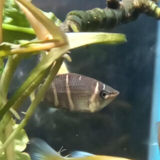 Chocolate Gourami