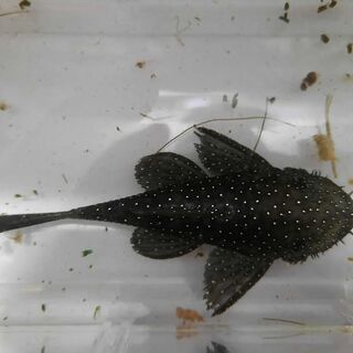 Starlight Bristlenose