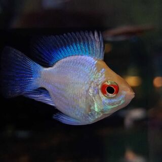 Electric Blue Balloon Ram