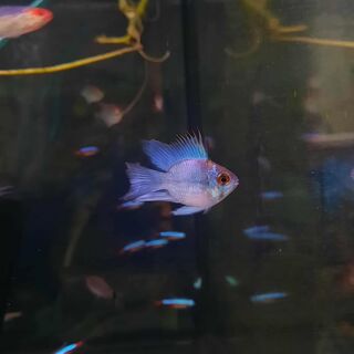 Electric Blue Balloon Ram