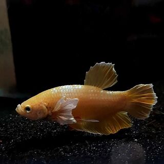 Betta 1