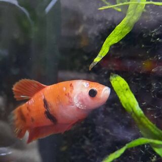 Betta 1