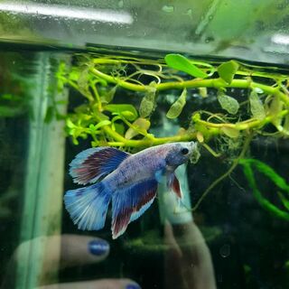 Betta 1