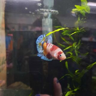 Betta 1