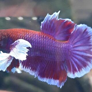 Betta 3