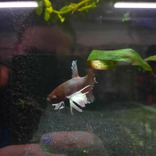 Betta 3