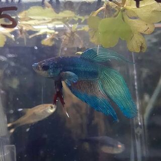 Betta 4