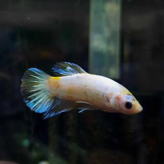 Betta 4