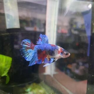 Betta 4