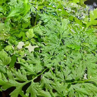 Indian Fern Floating Plant Small