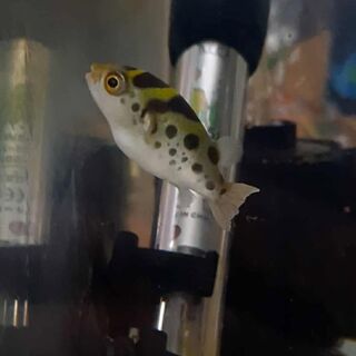 Green Puffer