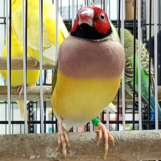 Gouldian Finch Females