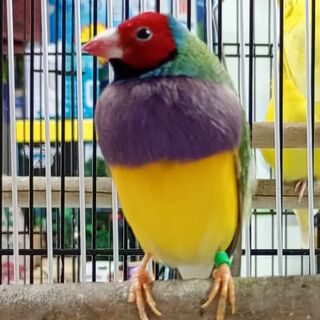 * Gouldian Finch Males