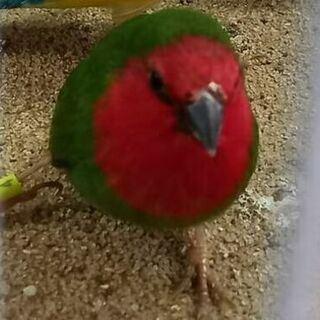 * Parrot Finch Pair