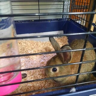 Rabbits