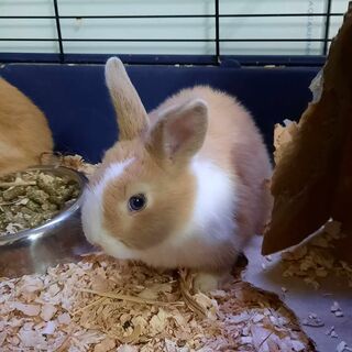 Rabbits