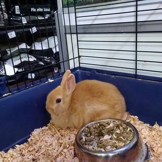 Rabbits