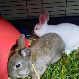 Rabbits