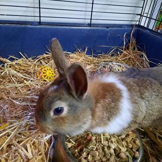 Rabbits