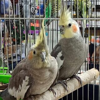 * Cockatiels